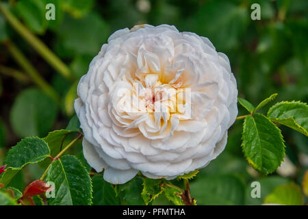 Inglese bianco rosa ad arbusto Foto Stock