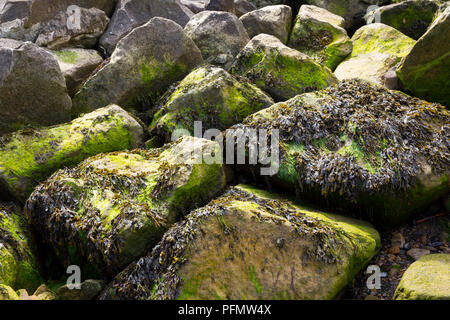 Le rocce su una spiaggia coperta di MOSS. Foto Stock