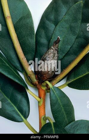 Rhododendron bud con Pycnostysanus azaleae (bud blast) Foto Stock