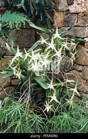 Le foglie e i fiori da Angraecum sesquipedale (Darwin's orchid, Natale orchid, Stella di Betlemme orchid) crescendo contro una parete Foto Stock