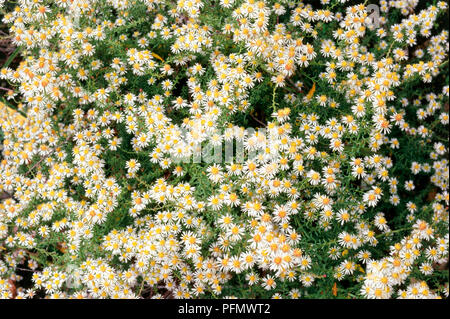 Aster ericoides "d'Oro" a spruzzo (bianco aster, Heath aster), close-up di perenne fioritura Foto Stock