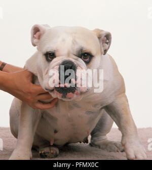 Bulldog essendo trattenuto da una donna con le mani in mano, vista frontale Foto Stock