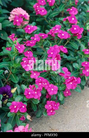 Confine di fiori di colore rosa da Catharanthus roseus 'abbastanza in Rose' (Madagascar pervinca o Vinca) Foto Stock