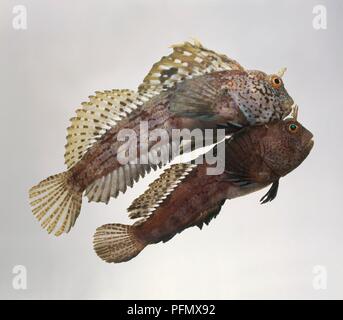 Butterfly bavose (Blennius ocellaris) e Tompot bavose (Parablennius gattorugine) nuoto insieme Foto Stock