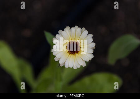 Una chiusura del fiore di Calendula officinalis 'sora Princess' Foto Stock