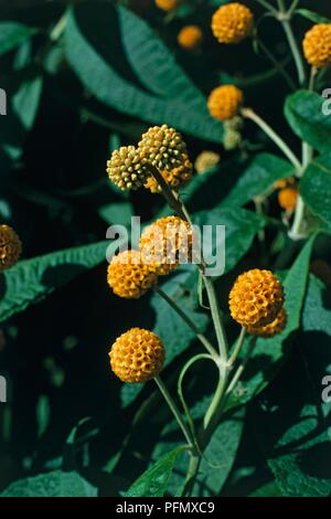 Buddleja (Buddleia) globosa (sfera arancione albero), close-up Foto Stock