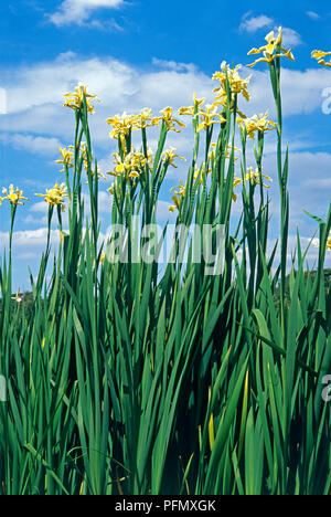 Iris 'Shelford Giant' (spuria) con fiori gialli e foglie verdi su alti steli insieme contro il cielo blu Foto Stock