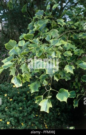 Leaves of Liriodendron tulipifera 'Aureomarginatum' (Tulip tree) Foto Stock