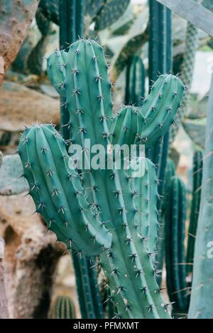 Myrtillocactus Geometrizans (mirtillo cactus, whortleberry cactus), close-up Foto Stock