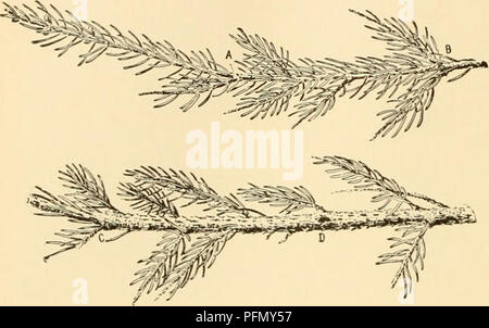 La "Cyclopedia of American Horticulture" fornisce una guida esaustiva alla coltivazione e alla classificazione delle piante orticole in Nord America, tra cui l'abete rosso (Picea rubra). Questo riferimento completo copre alberi, arbusti e altre piante, con informazioni geografiche e suggerimenti per la coltivazione. Foto Stock