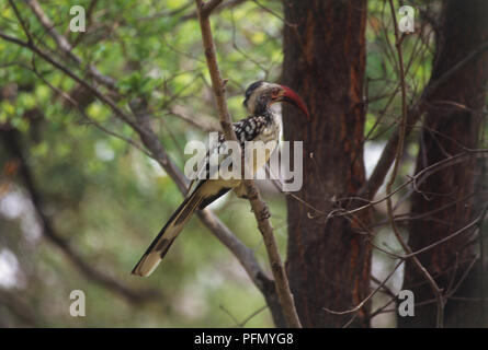 Rosso-fatturati Woodhoopoe, Phoeniculus purpureus, con vivaci becco rosso, appollaiate nella struttura ad albero, rami e foglie che circonda gli uccelli. Foto Stock
