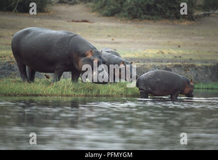 Africa, Botswana, riserva Moremi, gruppo di ippopotami (Hippopotamus amphibius) permanente al bordo dell'acqua, giovane animale in piedi in acqua. Foto Stock