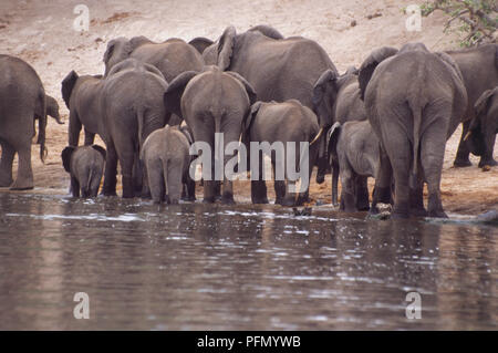 Elefante africano Loxodonta africana, allevamento di adulti e giovani a piedi di waterhole sulla riva sabbiosa, corpi refelecting in acqua, in vista posteriore Foto Stock