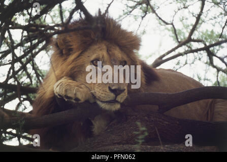 Africa, Tanzania Lake Manyara, maschio Lion (Panthera leo), giacenti nei rami di un albero, testa in appoggio sulla zampa anteriore, gli occhi di avviso, chiudere fino a basso angolo di visione Foto Stock