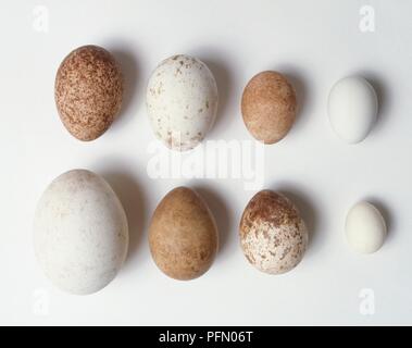 Una varietà di uova di uccelli rapaci, tra cui golden eagle, giallo-fatturati kite, falco pellegrino, Saker falcon, Merlin, di fronte bianco-assiolo, nana africana falcon Foto Stock