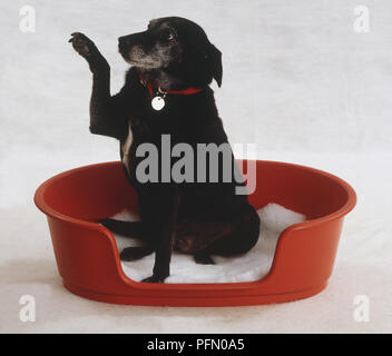 Cane nero (canis familiaris) seduta nel cesto di rosso, zampa anteriore sollevato Foto Stock