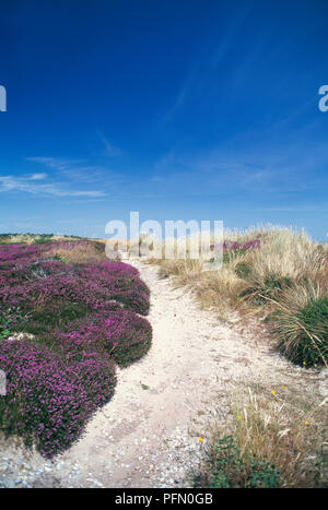 Gran Bretagna, Inghilterra, Suffolk, Dunwich, viola heather in fiore su Dunwich Heath Foto Stock