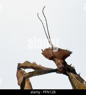 La testa di un gigante di fico d'india stick insetto (Extatosoma tiaratum) nel profilo Foto Stock