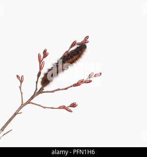 Caterpillar di Oak eggar (Lasiocampa quercus) il ramoscello Foto Stock