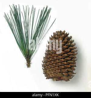 Aghi e cono da Pinus coulteri (Coulter pino), close-up Foto Stock