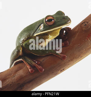 Un ranocchio verde appollaiate su un ramo, vista laterale Foto Stock