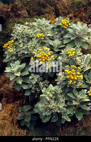 Ajania pacifica (crisantemo del Pacifico), perenne con piccoli fiori gialli e abbondanza di foglie verdi Foto Stock