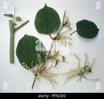 Fallopia japonica (knotweed giapponese), lo stelo, la levetta di fioritura e foglie, close-up