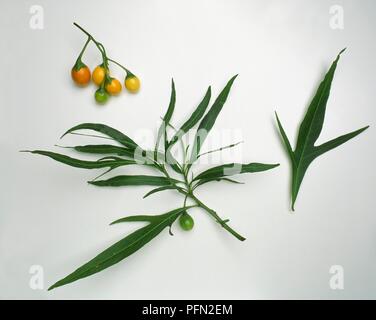 Solanum aviculare (Canguro Apple) lunghe foglie verdi e mature e frutti immaturi frunt su steli Foto Stock