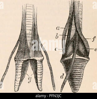 . Il encyclopaedia - Wikizionario di anatomia e fisiologia. Anatomia e fisiologia; Zoologia. Laringe inferiore della Haven, annunziando la tre ossa, a, b, c. La Membrana tympaniformis.- Questa è una sottile membrana trasparente, che si estende dall'os transversale alle estremità dell'asma bronchiale semi-anelli g (figg. 912 e 914) : si forma la superficie interna della laringe e dei bronchi e è una continuazione della membrana semilunar; così che il tympaniform e membrane semilunar sono stirati simul- taneously, e quest'ultimo agisce attraverso i media dell'ex. La cartilagine Arytenoid. - Questo Foto Stock