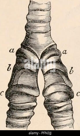 Questa voce riguarda l'anatomia e la fisiologia di vari organismi, con particolare attenzione al sistema respiratorio, comprese la trachea e le strutture correlate. Il testo descrive l'anatomia delle ossa e i processi che si verificano durante la respirazione, contribuendo alla comprensione della fisiologia umana e animale. Foto Stock