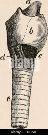 . Il encyclopaedia - Wikizionario di anatomia e fisiologia. Anatomia e fisiologia; Zoologia. Fig. 903.. 1. La laringe del coniglio di cui aperto. 2. Vista laterale della stessa, esternamente. a, epiglottide ; b, tiroide; d, cricoid; c, crico-thy- roid legamento; e, trachea. Hi/strix cristata, Istrice-Vocal liga- zioni assente. I VENTRICOLI di Morgagni nessuno. Voice muto. Castor fiber. Il Beaver.-laringe : II. 0'4*.5 a. Epiglottide triangolare, avente un verticale rap ha sulla sua superficie posteriore terminante in un sac delimitata dai legamenti vocal. Arytenoids piccole e conica. Corde vocali : L. 0'25 a. Trachea 22 anelli. Voce acuta Foto Stock