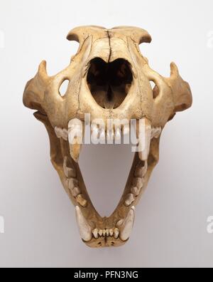 Cranio di Lion (Panthera leo) con ganascia aperta che mostra i denti Foto Stock