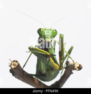 Mantide religiosa o Mantide Religiosa (mantide religiosa) alimentazione su nero insetto, vie anteriore Foto Stock