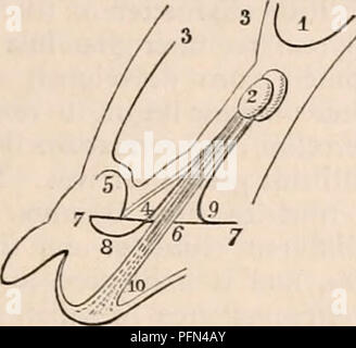 . Il encyclopaedia - Wikizionario di anatomia e fisiologia. Anatomia e fisiologia; Zoologia. Testicolo (anatomia normale). derivano da" il più grande più vicina i trunk e immettere la sostanza del premistoppa a sua pos- terior parte. Arteria della vas deferens, dal quale il gubernaculum è principalmente sup- impaccati, è quasi grande come spermatica. Lungo corso tenuto da le arterie e le vene del testicolo quando nello scroto è così ex- affinata dal sito originale dell'organo, alla circostanza che deve inoltre essere attribuita la brusca curva verso l'alto del vas deferens dall epididimo, le due essendo continuo Foto Stock