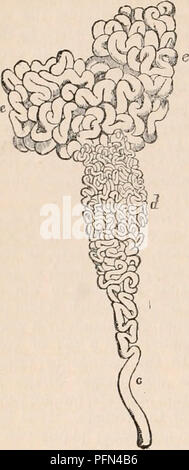 Questo volume della Cyclopedia of Anatomy and Physiology fornisce descrizioni dettagliate della normale anatomia del testicolo, inclusa la sua struttura, funzione e il ruolo dell'epidididimo e della vas deferens nella salute riproduttiva maschile. Foto Stock