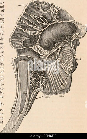 . Il encyclopaedia - Wikizionario di anatomia e fisiologia. Anatomia e fisiologia; Zoologia. almeno sei, di cui gli ultimi tre possono, per analogia, devono essere considerate come rispondere alla vera molari di altri Pachyderms. Ho illustrato nella mia Odontography che : - " Il deciduo brosmio fa la sua apparizione al di là di gomma tra il quinto e il settimo mese ; raramente supera i due pollici in lunghezza ed è circa un terzo di un pollice di diametro in corrispondenza della sua parte più spessa, in cui essa sporge dalla presa ; il fang è solidificato e con- tratti della sua cessazione, che comunemente è un po' piegate e è considerevolmente assorbita dal Foto Stock