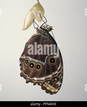 Blue morpho butterfly (Morpho peleides), marrone con la parte inferiore che mostra, appollaiate su cocoon, close-up Foto Stock