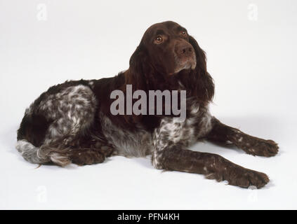 Un colore marrone scuro e bianco spaniel tedesco giace sul pavimento con le sue zampe anteriori estesi. Foto Stock