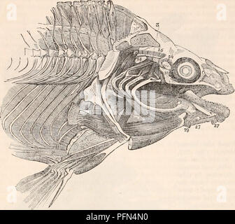 . Il encyclopaedia - Wikizionario di anatomia e fisiologia. Anatomia e fisiologia; Zoologia. 970 pesci. Fig. 505.. Miologia del pesce persico. Dopo Cuvier. gli uomini con forti radici carnose e coperti di fitta aponeurosis. Sopra l'arco pelvico essi di- vide in numerose tendinea scivola che girare all'indietro in guaine separate, ciascuna in successione che approssima la linea mediana del corpo, in cui essi sono inseriti sull'aspetto dorsale di ciascuna vertebra per quanto riguarda le estremità di coda. Il inferiore muscoli laterali, come prece- ding, prendere la loro origine nella regione lombare e presente quasi la stessa disposizione, solo t Foto Stock