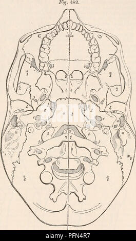 . Il encyclopaedia - Wikizionario di anatomia e fisiologia. Anatomia e fisiologia; Zoologia. Scheletro. 661 è completamente annientate. Da questo circum- o post sphenoid vertebra, la base cranica atteggiamento del corpo del sesto o occipitale è contratta nel suo asse longitudinale, mentre la vertebra craniale che unisce il corpo del terzo la volta cranica (j&LT;?g. 481.) modellata del. Tlie base del cranio umano, mostrando il suo numero di relazione con gli organismi o centra della vertebra spinale?, e anche il numero di omologia tra i meati che si della vertebra craniale e quelli delle vertebre spinali. neura espanso Foto Stock