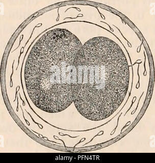 . Il encyclopaedia - Wikizionario di anatomia e fisiologia. Anatomia e fisiologia; Zoologia. L'ovulo un po' più avanzati nel tubo. (Dopo Bischoff.) la superficie perfettamente liscia. Gli spermatozoi sono penetrati attraverso la zona pellucida. Il respira- tory camera è formata tra quest'ultimo e la yelk. La rotazione del yelk ha avviato, come indicato dalle frecce. I corpi granulari ap- pera preparatorie per la segmentazione della yelk. Molte di queste fasi sono visto che inizia nella figura precedente. Coniglio. Questo cambiamento è preliminare ad un altro oc- currence, che è stato osservato in ovuli di molti Foto Stock