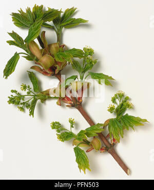 Aceraceae, Acer campestre, acero campestre, ramo in primavera con la spiegatura immaturi di foglie verdi e piccoli, verde, montante fiori. Foto Stock