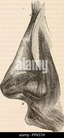 . Il encyclopaedia - Wikizionario di anatomia e fisiologia. Anatomia e fisiologia; Zoologia. Vista laterale delle cartilagini pinnal. il naso e cartilagini delle narici, essere- causa che la circondano e in grande misura de- termine la forma di tali aperture. La porzione principale di ciascuna di esse è quasi ellittica, anA occupa la parte anteriore dell'ala del naso. Posteriormente, questa porzione o diventa improvvisamente più stretta e continua in un lungo e ondulate e processo di curva attraverso la parte centrale dell'ala al posteriore e confine esterno della narice; oppure ab- ruptly cessa e, nel plac Foto Stock