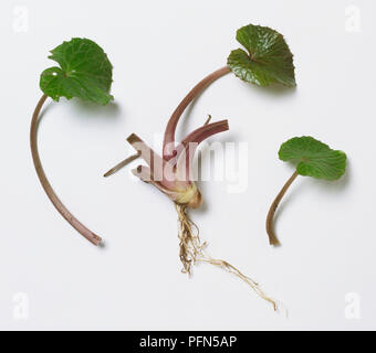 Wasabi radice e di foglie. Foto Stock