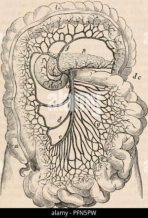 . Il encyclopaedia - Wikizionario di anatomia e fisiologia. Anatomia e fisiologia; Zoologia. Stomaco e intestino. 379 per consentire di molto più velocemente di quanto la distruzione delle loro proprietà tossiche da una più o meno perfetta di ossidazione. Le arterie dell'intestino. - Abbiamo visto che lo stomaco e il duodeno sono forniti •con sangue arterioso per mezzo di vari ramoscelli derivato da tre rami del ccehac asse, che scaturisce dalla parte superiore dell'aorta addominale. La parte restante del canale intestinale è arredato witli arterie che sono date oft' da due grandi rami della aorta addominale. Tali rami di un Foto Stock