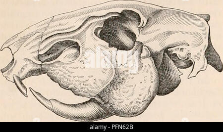 . Il encyclopaedia - Wikizionario di anatomia e fisiologia. Anatomia e fisiologia; Zoologia. 378 RODENTIA. pre-anello orbitale, fa sì che quest'ultimo a essere molto allungata trasversalmente. E verso il suo in- Fig. 258.. Cranio di Ccelogynus. ner angolo è uno scavo che assomiglia a un lungo il solco o semi canal, che è veramente il infra-orbitale di Canal. Il jugal è molto più alta di quella vasta ; il Palatino si estende nel palato tanto in avanti quanto il primo dente molare : in orbita è quasi nascosta dalla proiezione del mascellare superiore ; ne- vertheless, è interposto tra tale osso e sphenoid e a th Foto Stock