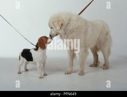 Maremma Sheepdog e cucciolo Beagle con nasi toccando Foto Stock