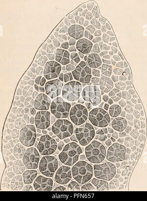 . Il encyclopaedia - Wikizionario di anatomia e fisiologia. Anatomia e fisiologia; Zoologia. 268 LA RESPIRAZIONE, ORGANI DI. che Reisseissen scambiato il infundibula del Rossignol che sono loculated con l'ulti- mate cellule, sia terminalmente e lateralmente, per le estremità separate di distinti tubi bronchiali. Non è meno certo che Rossignol ha disposto con precisione innaturale la "celle" e "passaggi" di cui il lobulo è composto. Schultz, nuovamente, ha commesso un errore nella visualizzazione l'in- tercellular i passaggi nella luce di " asma bronchiale piccioli:"-Bronchiolorum continuationes ita constructas Foto Stock