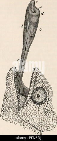 . Il encyclopaedia - Wikizionario di anatomia e fisiologia. Anatomia e fisiologia; Zoologia. 292 REPTILIA. La dimensione di questa perforazione del dente e della depressione nella ganascia rispetto a quella di calcificazione di parte della matrice del dente, dimostra la loro sono state in gran parte causati dalla matrice di soft, che deve aver prodotto i suoi effetti da ex- citando l'azione vitale degli assorbenti e non dalla mera forza meccanica. La resistenza della parete della cavità di pasta di legno che sono stati così superare, il crescente numero di dente e la sua matrice di recedere dalla temporanea depressione alveolare, e affondare nella sostanza del pu Foto Stock