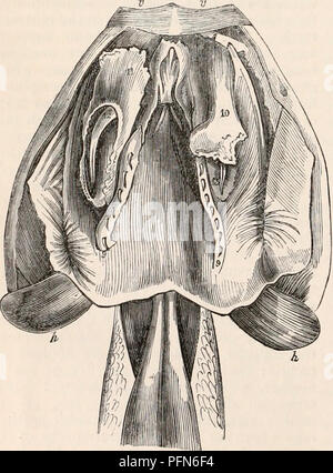 . Il encyclopaedia - Wikizionario di anatomia e fisiologia. Anatomia e fisiologia; Zoologia. 290 REPTILIA. in cui il superiore denti mascellari aumentano di dimensione verso la parte posteriore dell'osso, i grandi denti terminali della serie sono tra- versed lungo il loro anteriore e lato convesso da una scanalatura longitudinale. In Bucephalus capemis due o tre max posteriore- illary denti presenti questa struttura, e sono molto più grandi rispetto ai denti anteriori o quelle del Palatino o serie premandibular ; essi aggiungere materialmente al potere di trattenere la loro preda e può condurre in ferite che essi infliggono Foto Stock